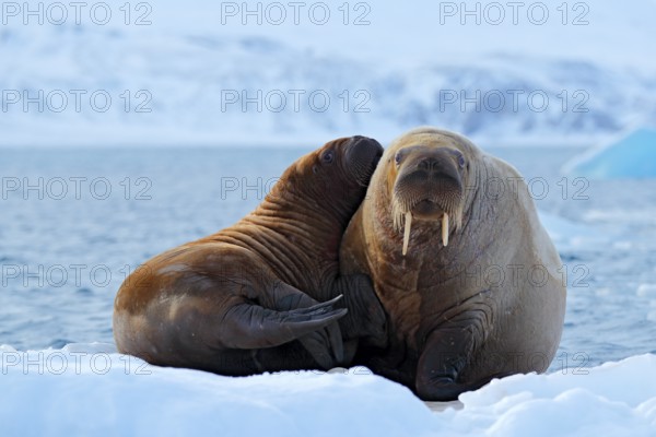 Mother with cub. Young walrus with female. Winter Arctic landscape with big animal. Family on cold