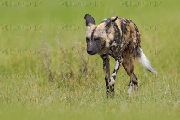 African wild dog, walking in the green grass, Okacango deta, Botswana, Africa. Dangerous spotted