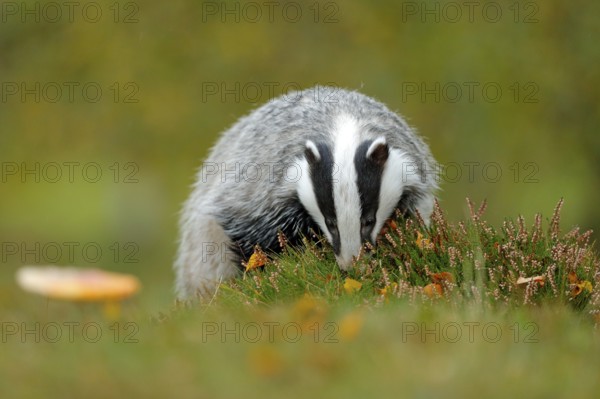 Badger, Meles meles, animal in wood. European badger, autumn pine green forest. Wild Mammal