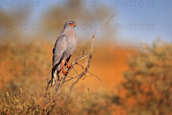 Pale chanting goshawk, Melierax canorus, bird of prey from Kalahari desert hunting rodents.