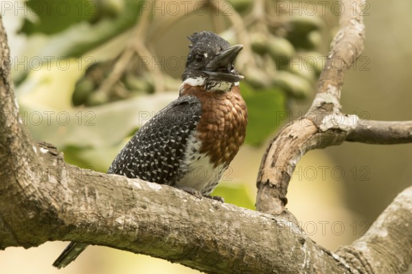 Giant Kingfisher (Megaceryle maxima) male, Gambia