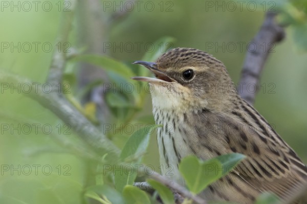 Lanceolated Warbler - Strichelschwirl - Locustella lanceolata ssp. lanceolata, Russia