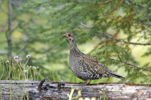 Dusky Grouse Dendragapus obscurus Hannigans Meadow, White mountains, Arizona, United States 27 June