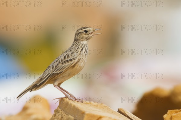 Oriental Skylark - Kleine Feldlerche - Alauda gulgula, Sultanate of Oman