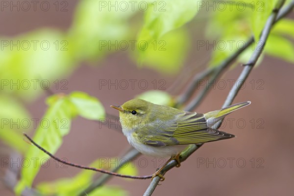 Wood Warbler (Phylloscopus sibilatrix), Rhineland-Palatinate, Germany