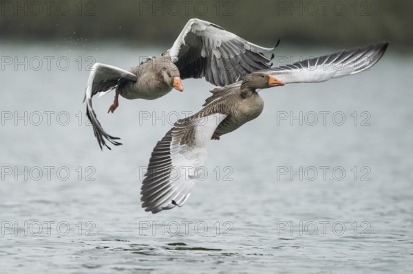 Greylag Goose (Anser anser) wrangling, Lower Saxony, Germany