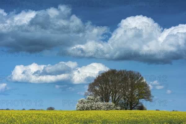 Cloud formation over blooming field of rapeseed (Brassica napus), Ruegen Island,