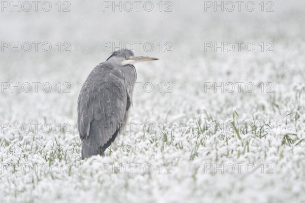 Grey Heron (Ardea cinerea) on snowy field, North Rhine-Westphalia, Germany