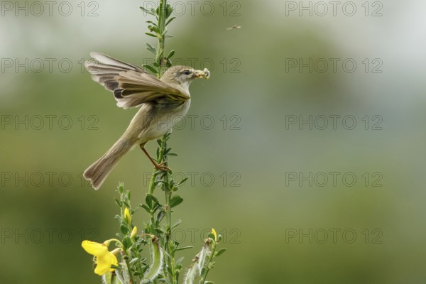 Willow Warbler (Phylloscopus trochilus) perched on a branch with food in its beak, Mecklenburg