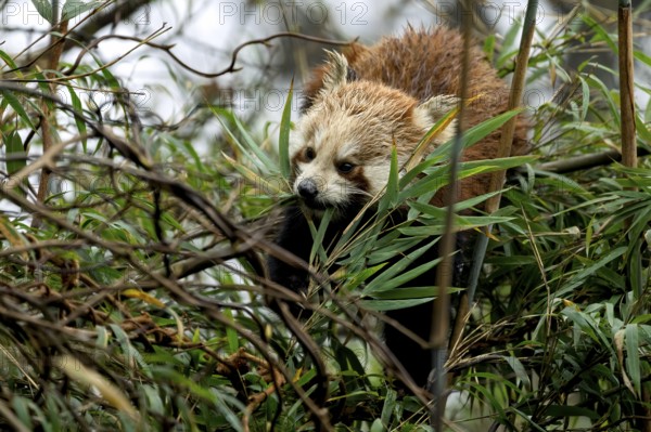 Western Red panda (Ailurus fulgens), feeding on bamboo, Singalila National Park, Gairibas, Jamuna,
