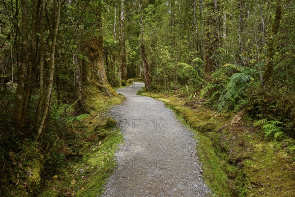 A narrow forest path winds its way through dense vegetation and tall trees, summer, Lake Matheson,