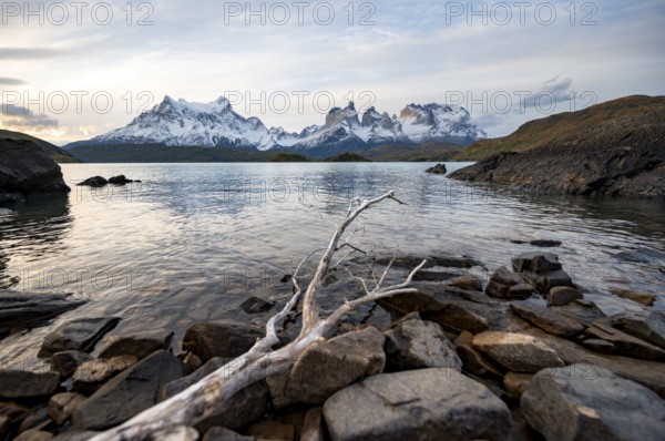 Dead branch on the shore of the lake Lago Pehoe, Cuernos del Paine massif, Torres del Paine