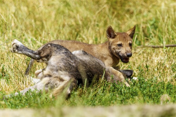 A puppy playing happily with a wolf in a meadow, Timberwolf, wolf, American wolf, (Canis lupus