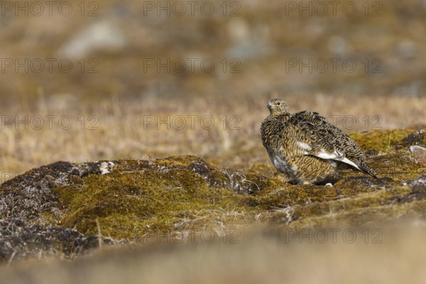 Ptarmigan (Lagopus), Pair, Chicken birds (Galliformes), Aventdalen, Longyearbyen, Spitsbergen,