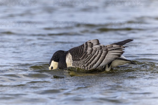 White-fronted Goose (Branta leucopsis), Geese (Anseriformes), Mating in the water, Aventdalen,