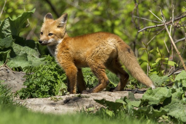 Red fox (Vulpes vulpes), Fox cub standing on a rock and looking around, Province of Quebec, Canada,