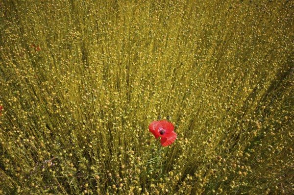Corn poppy (Papaver rhoeas) Flax field, flax, (Linum usitatissimum) Linaceae, Normandy, Calvados,