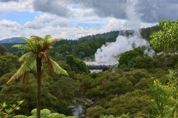 Steam clouds rise from a volcanic area between green trees and ferns under a slightly cloudy sky,