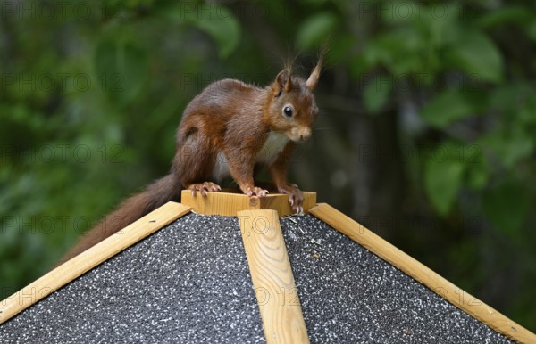 Eurasian red squirrel (Sciurus vulgaris), sitting on a bird feeder, Stuttgart, Baden-Württemberg,