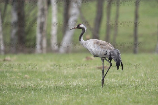In splendid plumage... Common crane (Grus grus), also known as grey crane or simply crane, in a