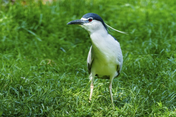 A bird with blue and black and white feathers stands on a green meadow outside, Night Heron