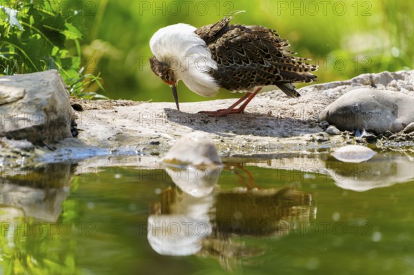 A bird looking at its reflection in the water in a green landscape, ruff (Calidris pugnax, Syn.: