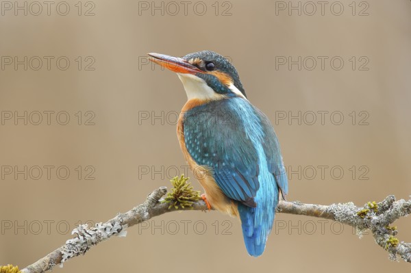 Kingfisher (Alcedo atthis), female sitting on a branch overgrown with moss and lichen, wildlife,