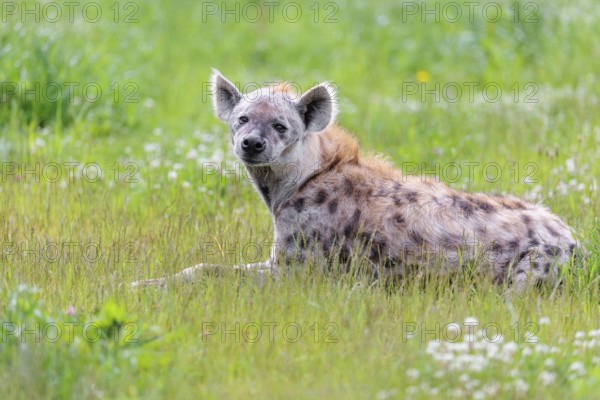 An adult male spotted hyena (Crocuta crocuta) lying in a green meadow, observing something.