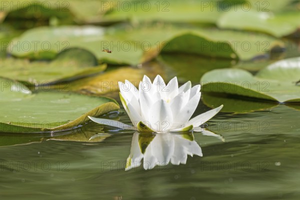 European white water lily (Nymphaea alba), hoverfly, Leppinsee, Mecklenburg Lake District,