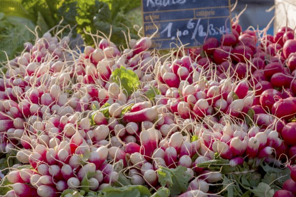 Radish, market stall, market sale, Brittany, France