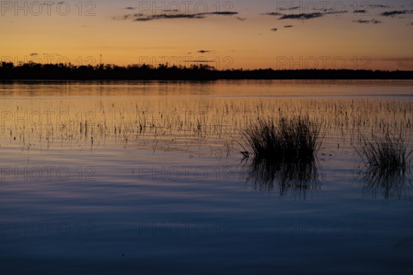 Marsh foliage silhouetted against a deep blue and orange sky at sunset on Lake Seminole at the