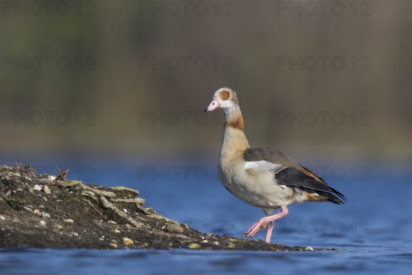 Egyptian Goose (Alopochen aegyptiaca), North Rhine-Westphalia, Germany