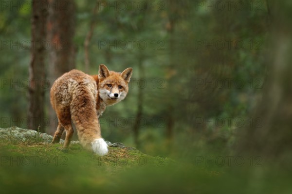 Fox in green forest. Cute Red Fox, Vulpes vulpes, at forest with flowers, moss stone. Wildlife