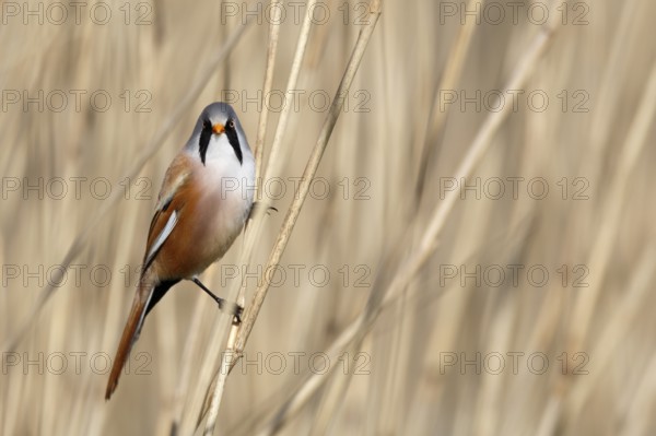 Bearded Reedling (Panurus biarmicus) male perched in reedbed, Mecklenburg-Western, Pomerania,