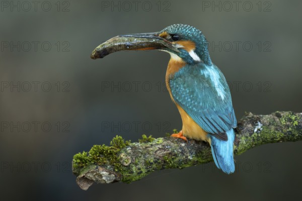 Common Kingfisher (Alcedo atthis) female perched on a branch with a fish in its beak, Lower Saxony,