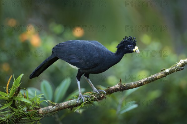 Bare-faced Curassow, Crax fasciolata, big black bird with yellow bill in the nature habitat, Costa
