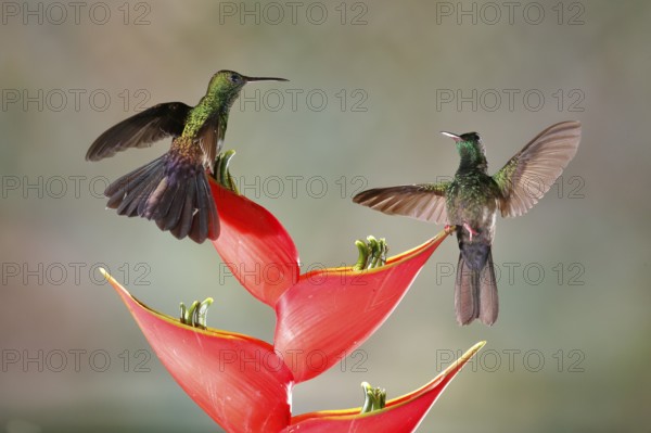 Bronze-tailed Plumeleteer (Chalybura urochrysia) males flying while feeding at flower nectar, Costa