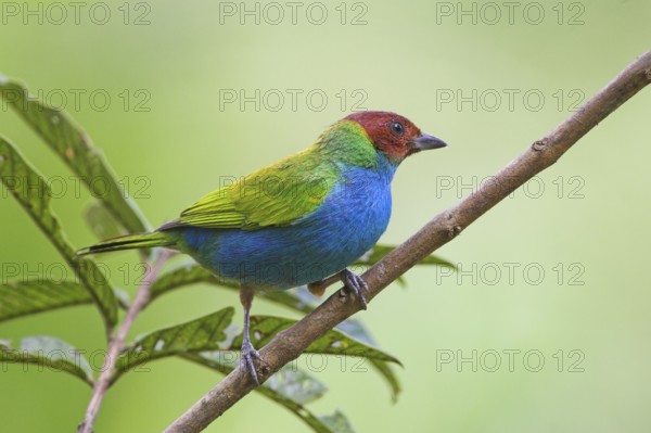 Bay-headed Tanager (Tangara gyrola), Costa Rica