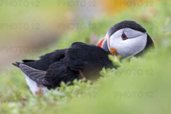 Atlantic Puffin (Fratercula arctica), Saltee Islands, Ireland