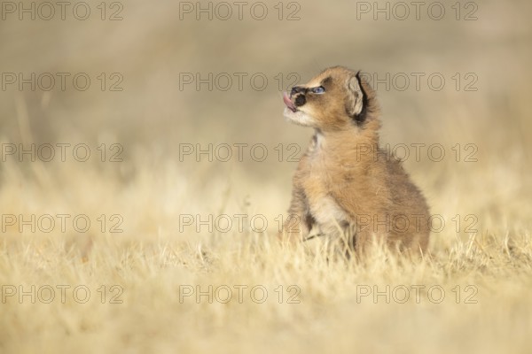 Caracal (Caracal caracal) cub, Castile-La Mancha, Spain