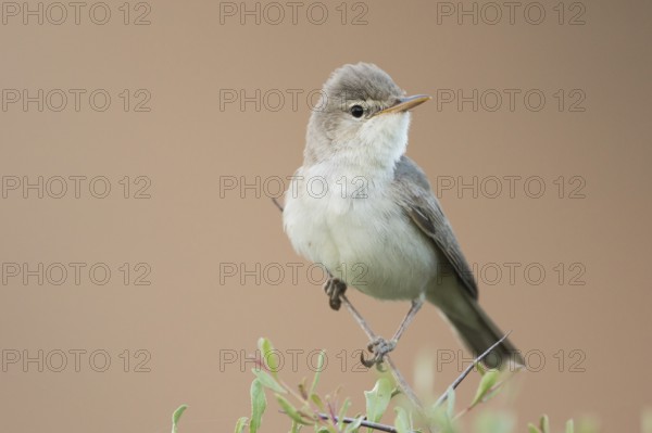 Uppchers Warbler - Dornspötter - Hippolais languida, Kyrgyzstan