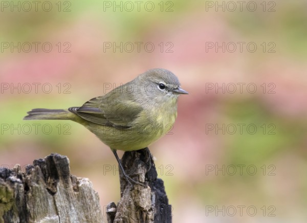 Orange-crowned Warbler, Oreothlypis celata, perched on a log in the Autumn in Saskatoon,