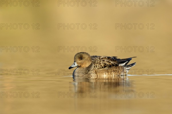 Eurasian Wigeon female swimming in golden hour from low point of view in the Reeuwijkse plassen
