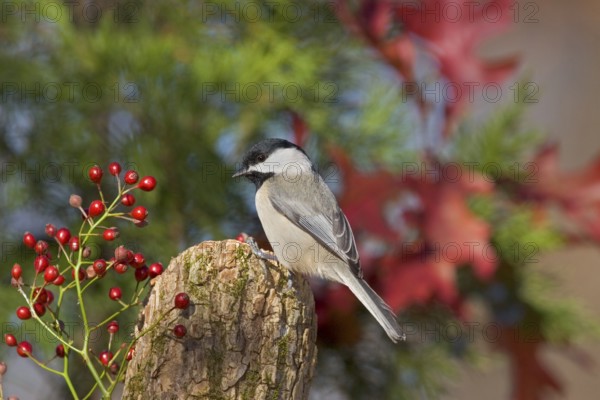 Carolina Chickadee Parus carolinensis Osage Hills State Park, Bartlesville, Oklahoma 1 December