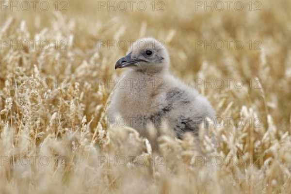 Young hidden brown skua, Catharacta antarctica, water bird sitting in the autumn grass, Norway.