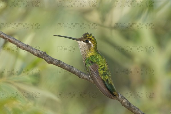 Rivoli's Hummingbird Eugenes fulgens Chiricahua Mountains, Cochise County, Arizona, United States