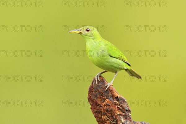 Female of Green Honeycreeper, Chlorophanes spiza, exotic tropic malachite green and blue bird form
