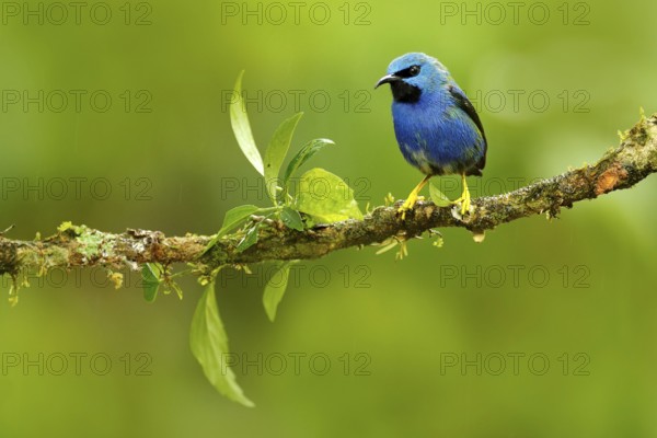 Shining Honeycreeper, Cyanerpes lucidus, exotic tropic blue tanager with yellow leg, Costa Rica.