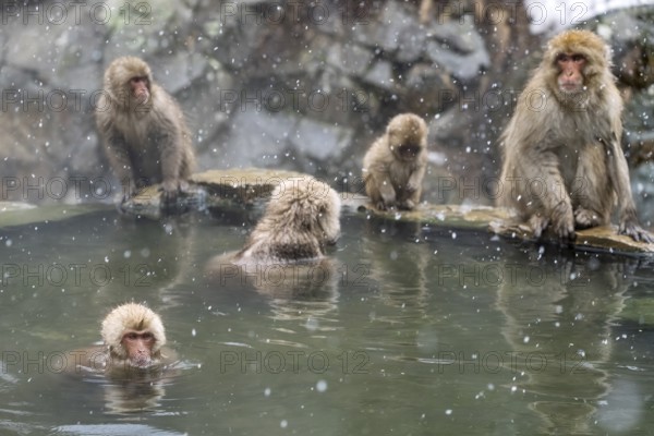 Japanese macaques (Macaca fuscata), wet, bathing, in winter, snowfall, Jigokudani Snow Monkey Park,