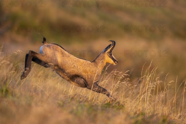 Chamois (Rupicapra rupicapra) on a meadow in the Vosges Mountains, wildlife, France
